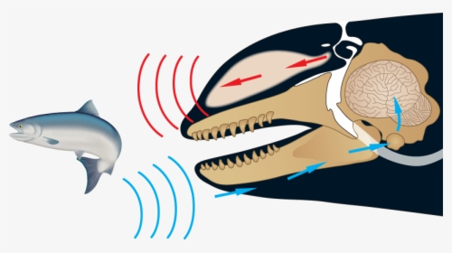 Whales Echolocation, HD Png Download, Free Download