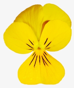 Dainty Yellow Viola By Jeanicebartzen27 - Pansies Yellow Transparent, HD Png Download, Free Download