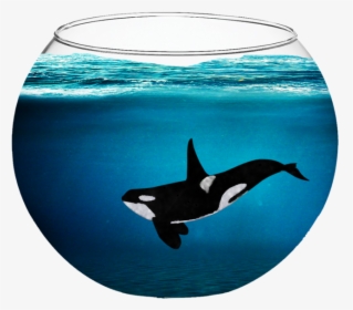Orca In A Fishbowl By Fabala Thropp-d9bjq3t - Whale In A Fishbowl, HD Png Download, Free Download