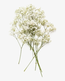 Baby"s Breath Png, Png Collections At Sccpre - Baby's Breath Flower Png, Transparent Png, Free Download