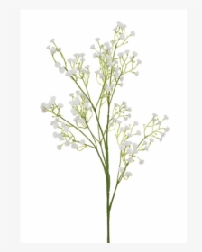 Gypsophila Baby's Breath Plant, HD Png Download, Free Download