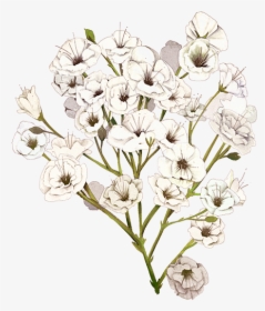 Baby's Breath Flower Illustration, HD Png Download, Free Download