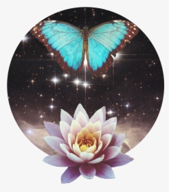 Awakenbreath Icon - Sacred Lotus, HD Png Download, Free Download