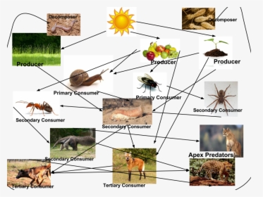 Picture - Food Chain Of Ants, HD Png Download, Free Download