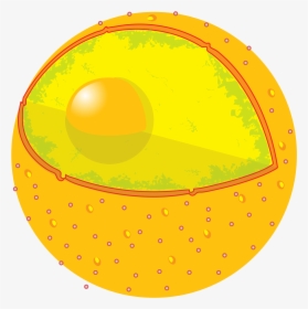 Cell Nucleus, HD Png Download, Free Download