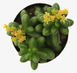 Sedum "jellybean Plant""  Class= - Sedum Jelly Bean Succulent, HD Png Download, Free Download