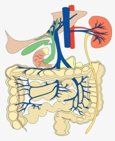 Organs Clipart Biological Science - Digestive And Cardiovascular Systems, HD Png Download, Free Download