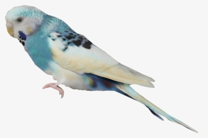 Aves Png Free Download - Волнистый Попугай Пнг, Transparent Png - kindpng