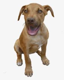 Want Red Nose Pitpull Puppies This Ismust Me And My, HD Png Download, Free Download