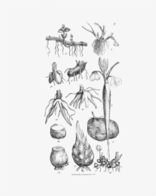 An Introduction To Physiological And Systematical Botany, HD Png Download, Free Download