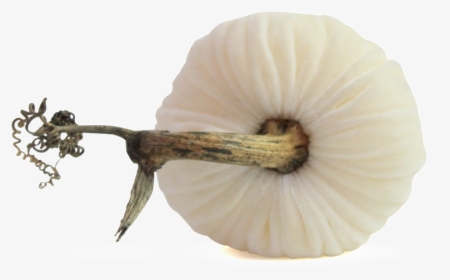 Snow Pumpkins"    Data Image Id="15290607238"  Class="productimg, HD Png Download, Free Download