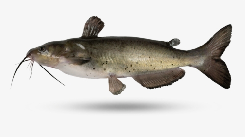 Catfish, HD Png Download, Free Download