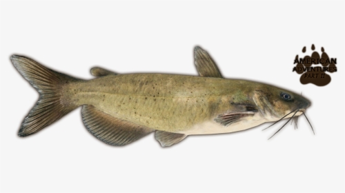 Catfish Png, Transparent Png, Free Download