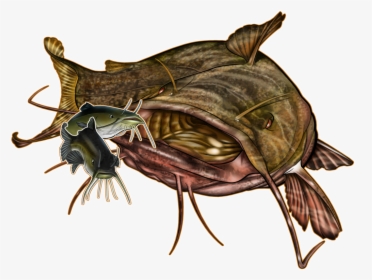Images Of Flathead Catfish Drawing , Png Download, Transparent Png, Free Download