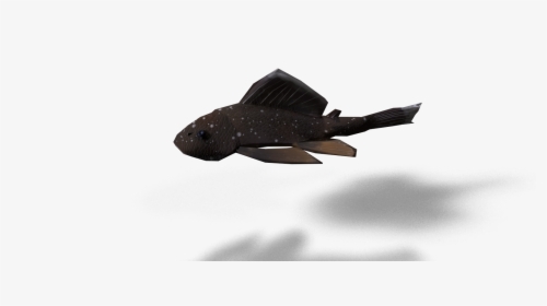 Catfish Png, Transparent Png, Free Download