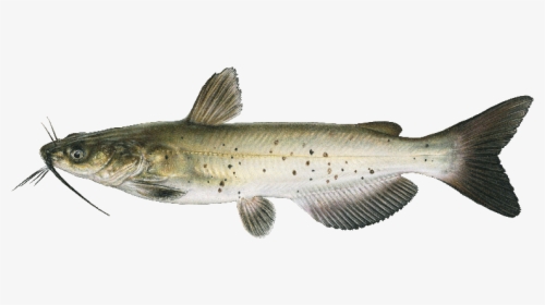 Joseph Tomelleri Channel Catfish, HD Png Download, Free Download