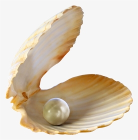Transparent Shells Png, Png Download, Free Download