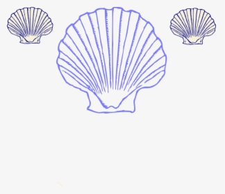 Shells Png, Transparent Png, Free Download