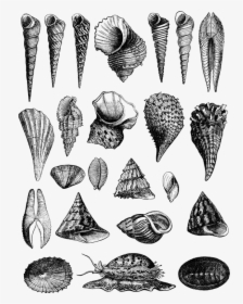 Sea Shells, Shells, Vintage, Line Art, Retro, Antique, HD Png Download, Free Download