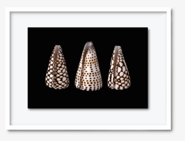 53 - Dav#pearce-shells, HD Png Download, Free Download