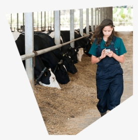 Cows Png, Transparent Png, Free Download