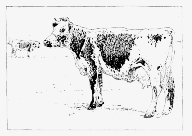 Lineback Cattle, HD Png Download, Free Download