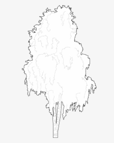 Birch Tree Dwg, HD Png Download, Free Download