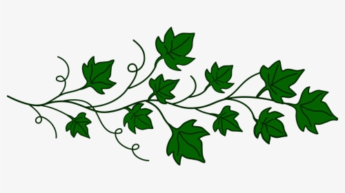 Vines Clipart Png Transparent Images - Ivy Leaves Drawing, Png Download, Free Download