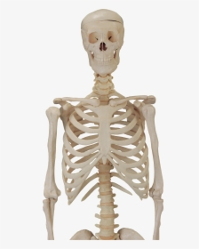 Skeleton Hd Png Transparent Skeleton Hd Images - Skeleton Body Png, Png Download, Free Download