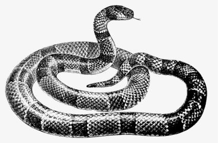 Black And White Snake Png , Transparent Cartoons - Black And White Snake Png, Png Download, Free Download