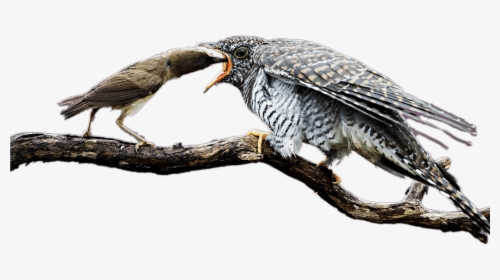 Mother Cuckoo Feeding The Baby Bird - Mother, HD Png Download, Free Download