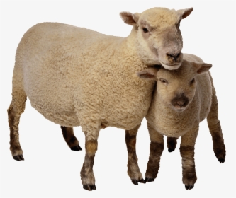 Sheep Mother And Baby - Sheep Png, Transparent Png, Free Download