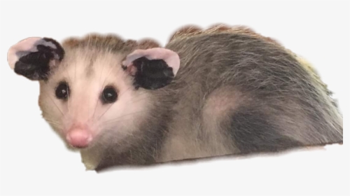Virginia Opossum , Png Download - Opossum Png, Transparent Png, Free Download
