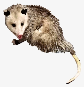 #opossum #possum #animal #creature #critter #rodent - Possum Transparent, HD Png Download, Free Download