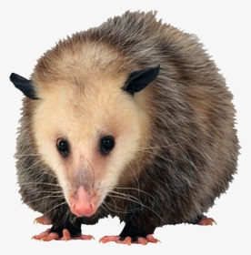 Tucker Once Mistook The Possum For His Late Sister - Opossum Png, Transparent Png, Free Download