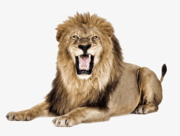 Lion Roar - Lion Images Png, Transparent Png, Free Download