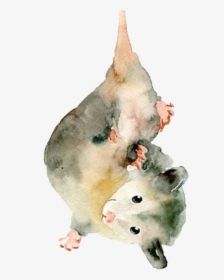 Possum - Watercolour Painting Of A Possum, HD Png Download, Free Download