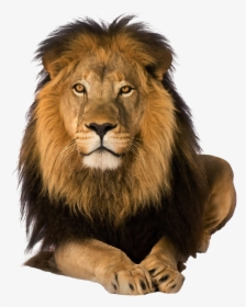 Amazing Lion Png Clipart - Lion Front Png, Transparent Png, Free Download
