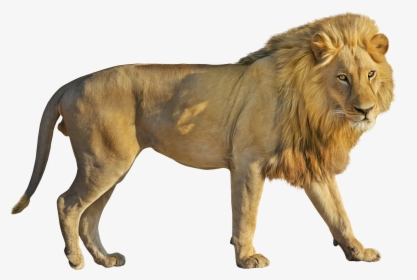 Lion Png Image, Transparent Png, Free Download