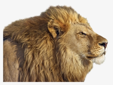 Lion Png Clip Art - Ultra Hd 4k Animal, Transparent Png, Free Download