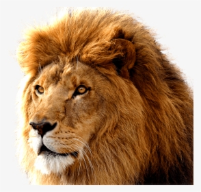 Lion Large Head - Lion Head Transparent Background, HD Png Download, Free Download