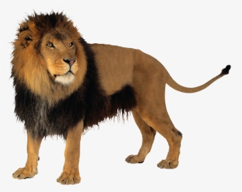 Lion With Transparent Background, HD Png Download, Free Download