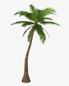 Palm Tree Png - Palm Tree Transparent, Png Download, Free Download