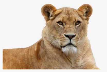 Female Lion Transparent Background, HD Png Download, Free Download