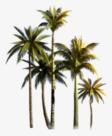 Coconut Grove Tree Euclidean Vector Palm Asian Clipart - Coconut Trees Png Format, Transparent Png, Free Download