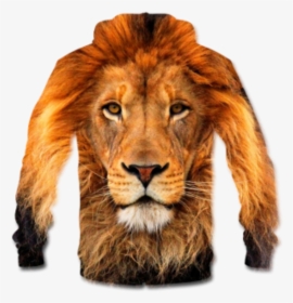 Lion, Png V - Wildlife Heritage Foundation, Transparent Png, Free Download