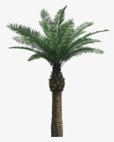 Palm Tree Png - Oil Palm Tree Png, Transparent Png, Free Download