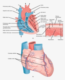 Illustration A Shows The Parts Of The Heart - External And Internal Of The Human Heart, HD Png Download, Free Download
