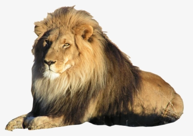 Best Free Lion Png Picture - Lion On Transparent Background, Png Download, Free Download