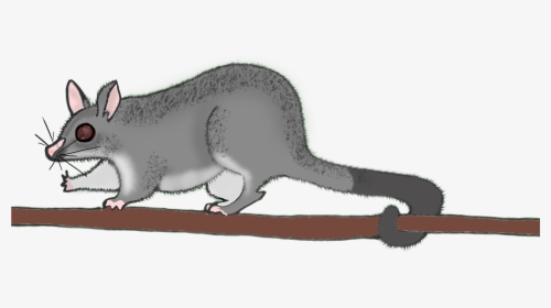 Rat, HD Png Download, Free Download